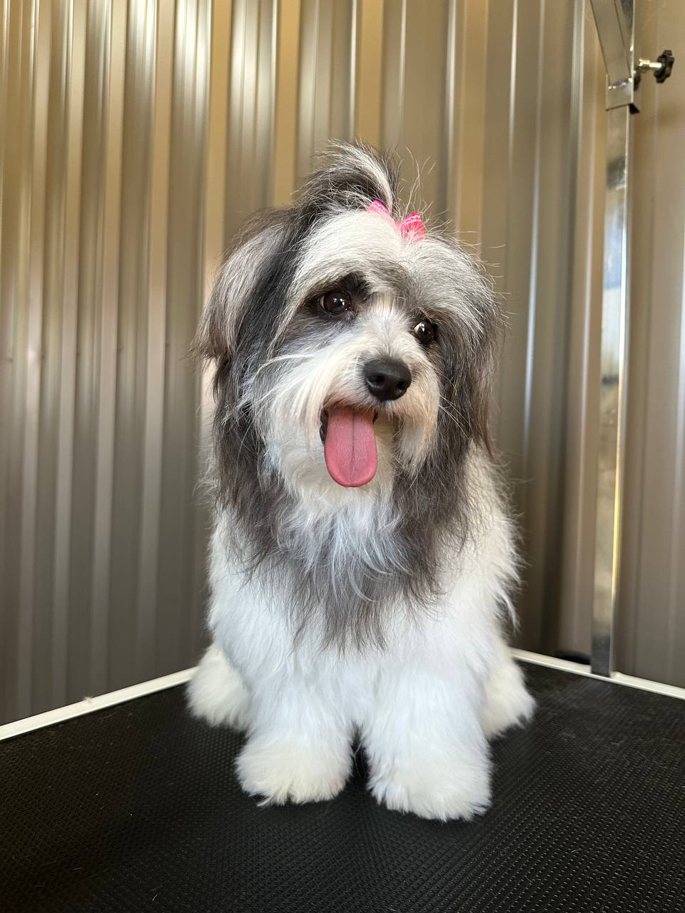 Emberlane Dog Grooming | 8 Elizabeth Dr, Griffith NSW 2680, Australia | Phone: 0491 701 326