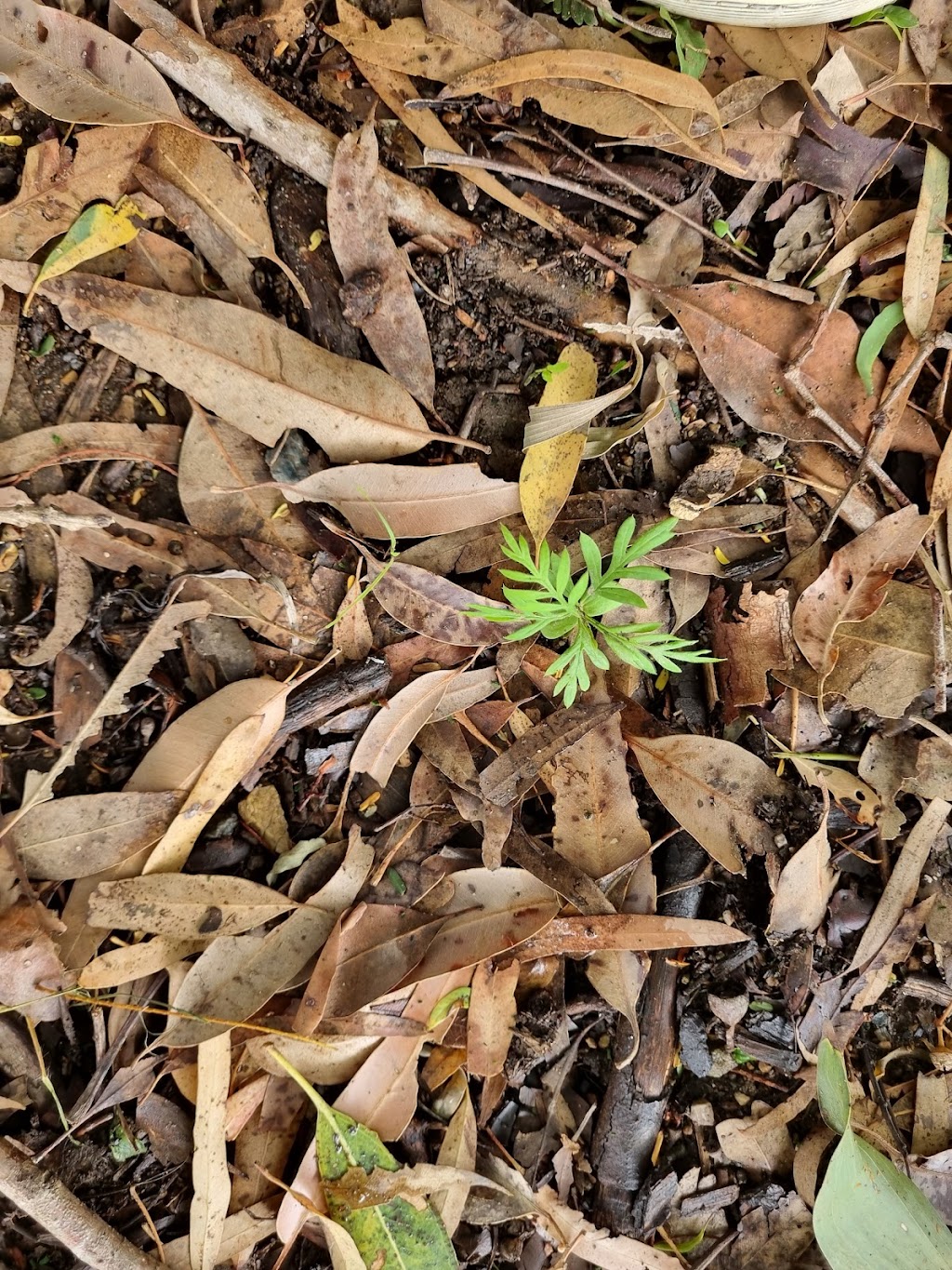 Sanctuary of the Wild | Latina Ave, Seven Hills QLD 4170, Australia | Phone: 0417 616 256