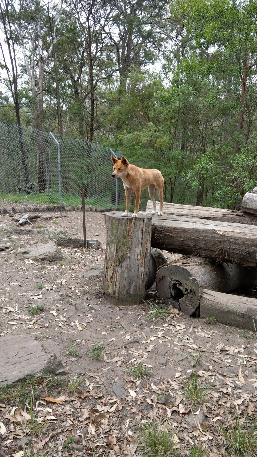 Potoroo Palace | 2372 Princes Hwy, Merimbula NSW 2548, Australia | Phone: (02) 6494 9053