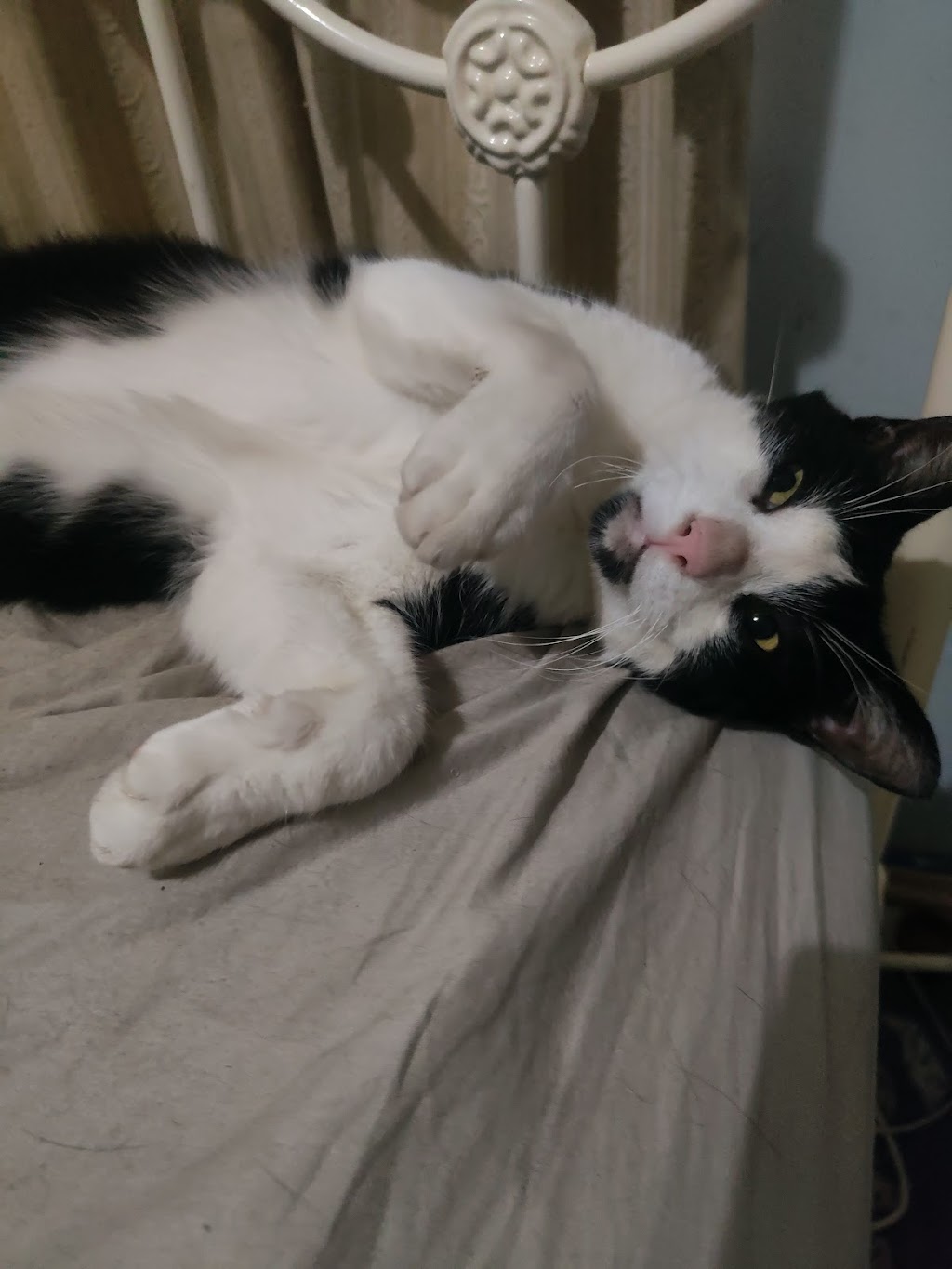 Pets at your Place | 880 Labuan Rd, Katandra West VIC 3634, Australia | Phone: 0437 965 592