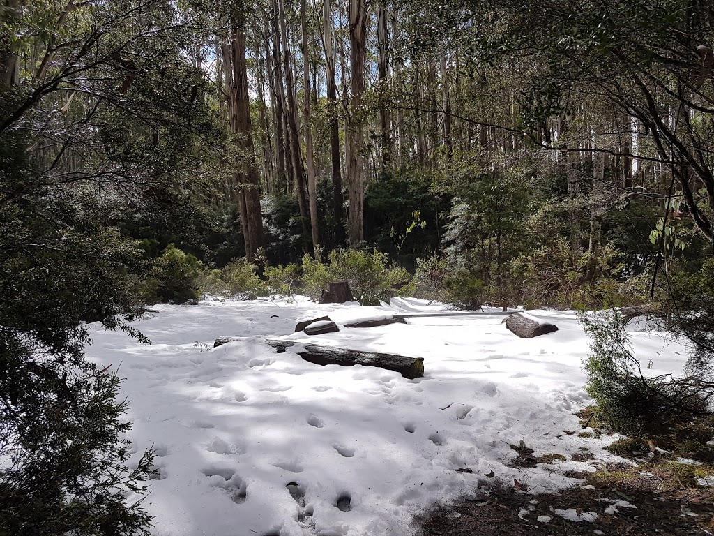 Stronachs Camping Area | Jericho VIC 3833, Australia