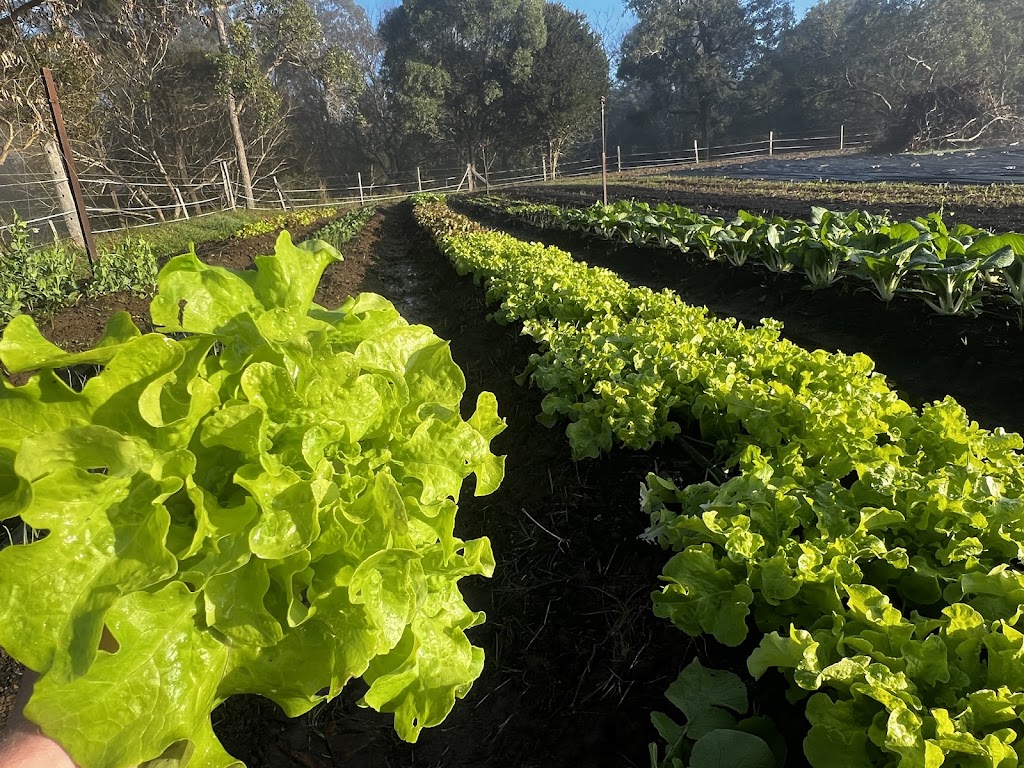 Petrichor Ag Farm and Market Garden | 128 Camp Mountain Rd, Camp Mountain QLD 4520, Australia | Phone: 0416 543 987