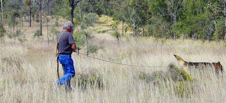 Aylwards Dog School | 49 Lairhopes Rd, Ebenezer (near Rosewood) QLD 4340, Australia | Phone: (07) 5464 1810