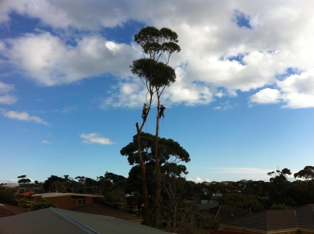 Tree Removal Service Tyabb Hastings Area | 31 The Crescent, Tyabb VIC 3913, Australia | Phone: (03) 5976 3114