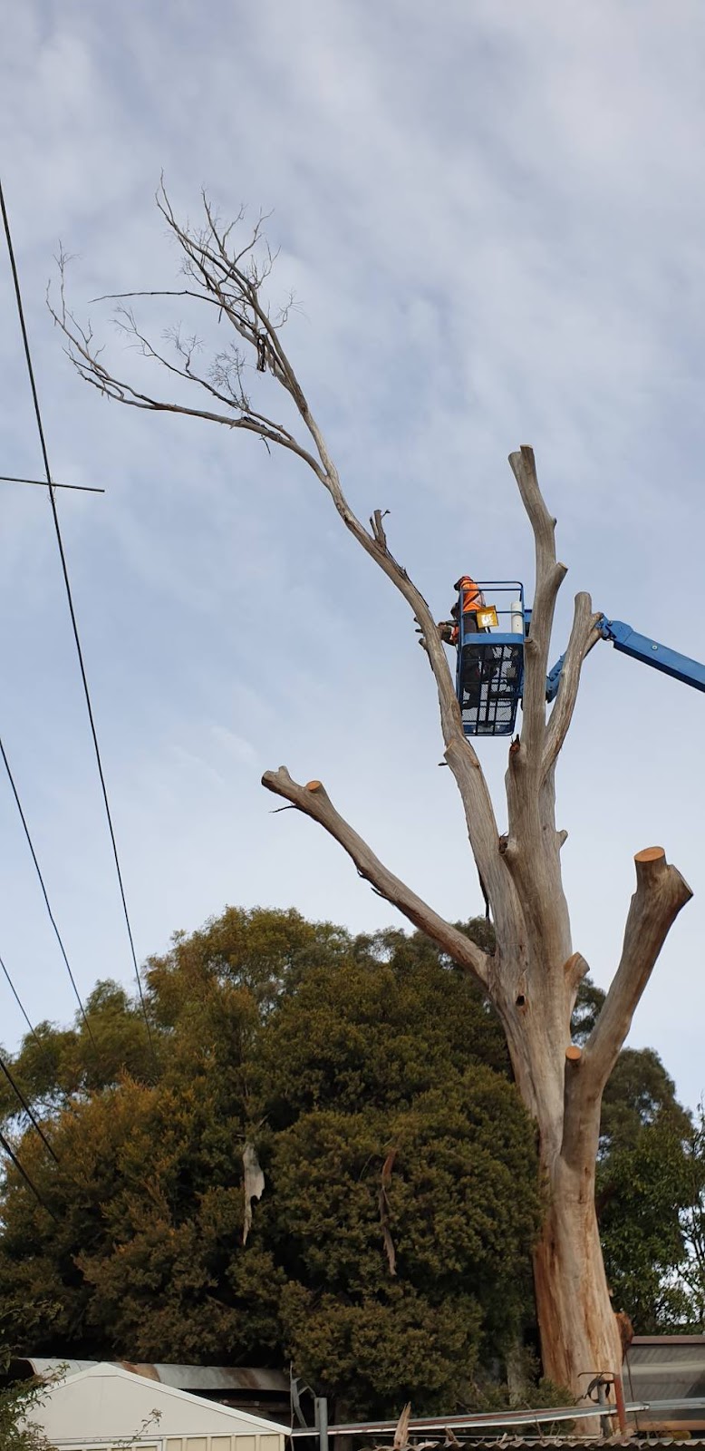Lances Tree Care | 58 Kinabalu Dr, Tamborine Mountain QLD 4272, Australia | Phone: 0419 181 919
