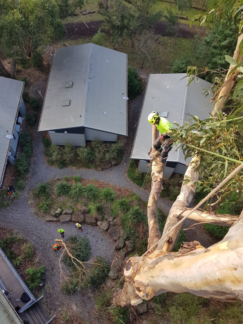 Surfcoast Tree Services | 17 Inverlochy St, Anglesea VIC 3230, Australia | Phone: (03) 5263 2848