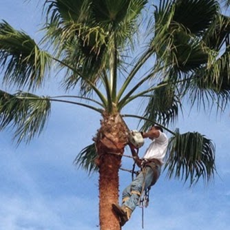 Newcastle Tree Care | 11 Gretel Cres, Booragul NSW 2284, Australia | Phone: (02) 4050 0280