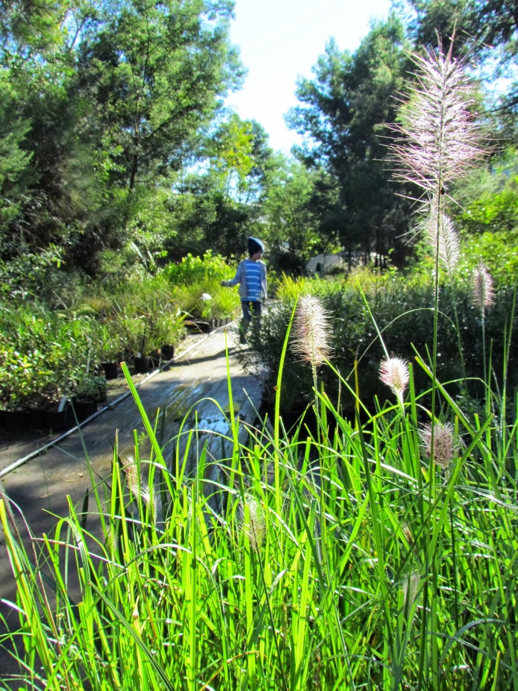 Provincial Plants and Landscapes | Myrtle Gully Rd, Yowrie NSW 2550, Australia | Phone: (02) 6262 6456