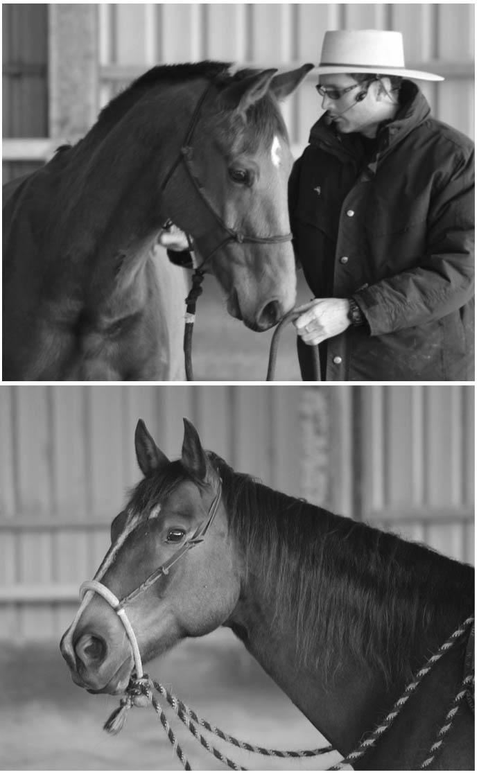 David Mellor Horsemanship | 2401 Strathfieldsaye Rd, Eppalock VIC 3551, Australia | Phone: 0427 393 144