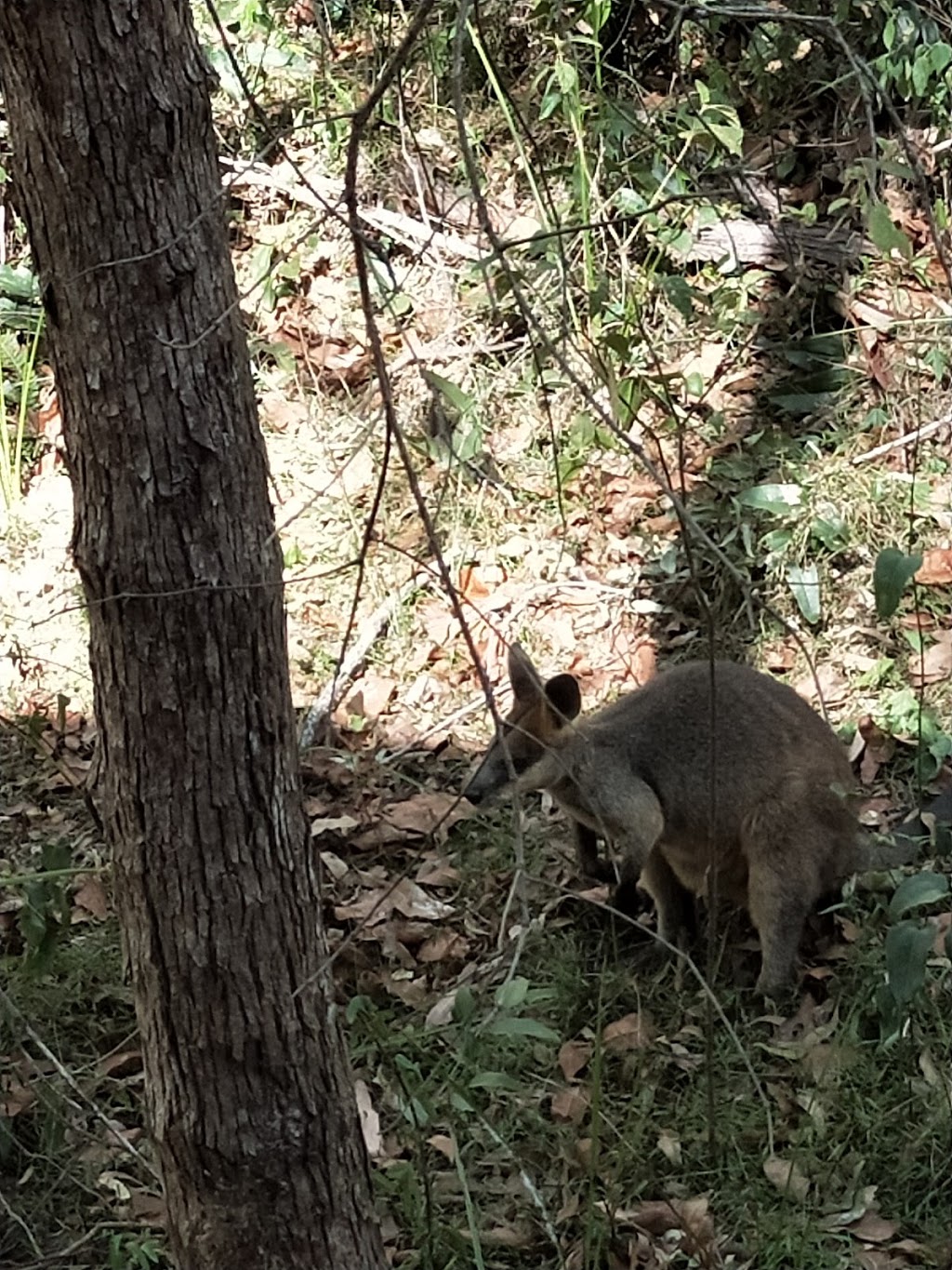 Daisy Hill Conservation Park | park | Daisy Hill Rd, Daisy Hill QLD 4127, Australia | 1300130372 OR +61 1300 130 372