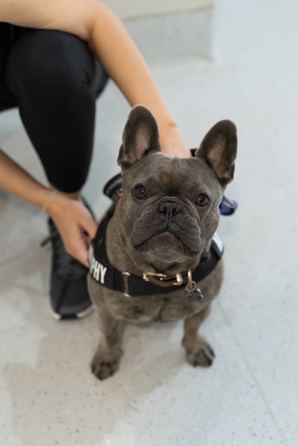 Sydney Bulldog Clinic Baulkham Hills | 472 Windsor Rd, Baulkham Hills NSW 2153, Australia | Phone: (02) 8811 4604