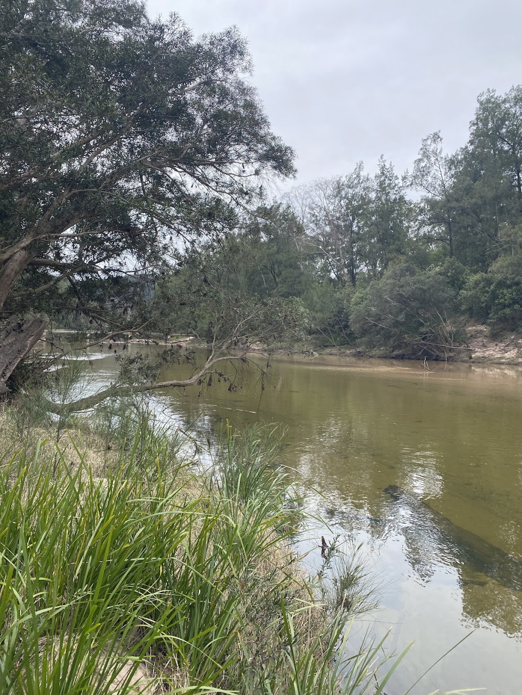 Whispering Gums Colo River Camping | 598 Colo Heights Rd, Upper Colo NSW 2756, Australia | Phone: 0414 745 836