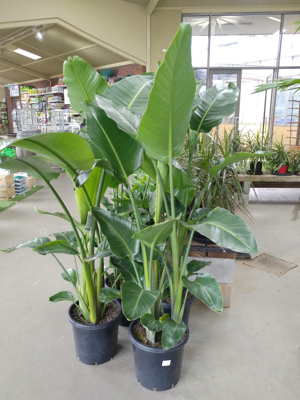 Direct Plants | 595 Mickleham Rd, Greenvale VIC 3059, Australia | Phone: (03) 9333 2575