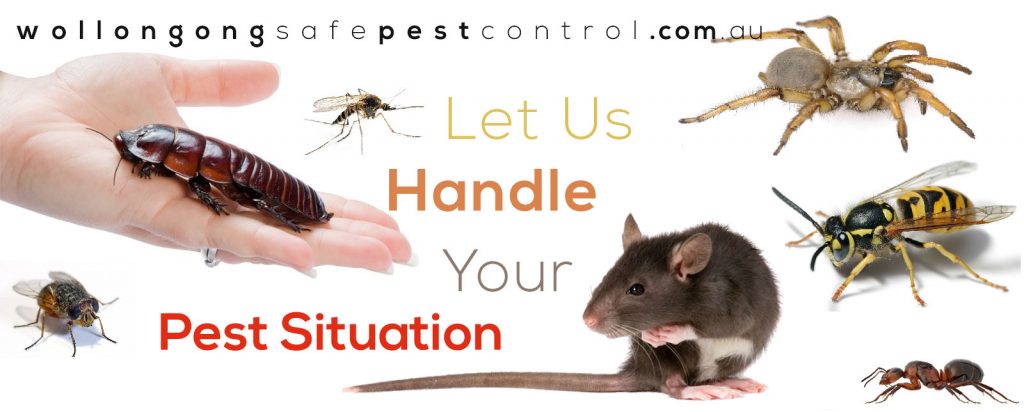 wollongong safe pest control | home goods store | 3 Guest Ave, Fairy Meadow NSW 2519, Australia | 0455284333 OR +61 455 284 333