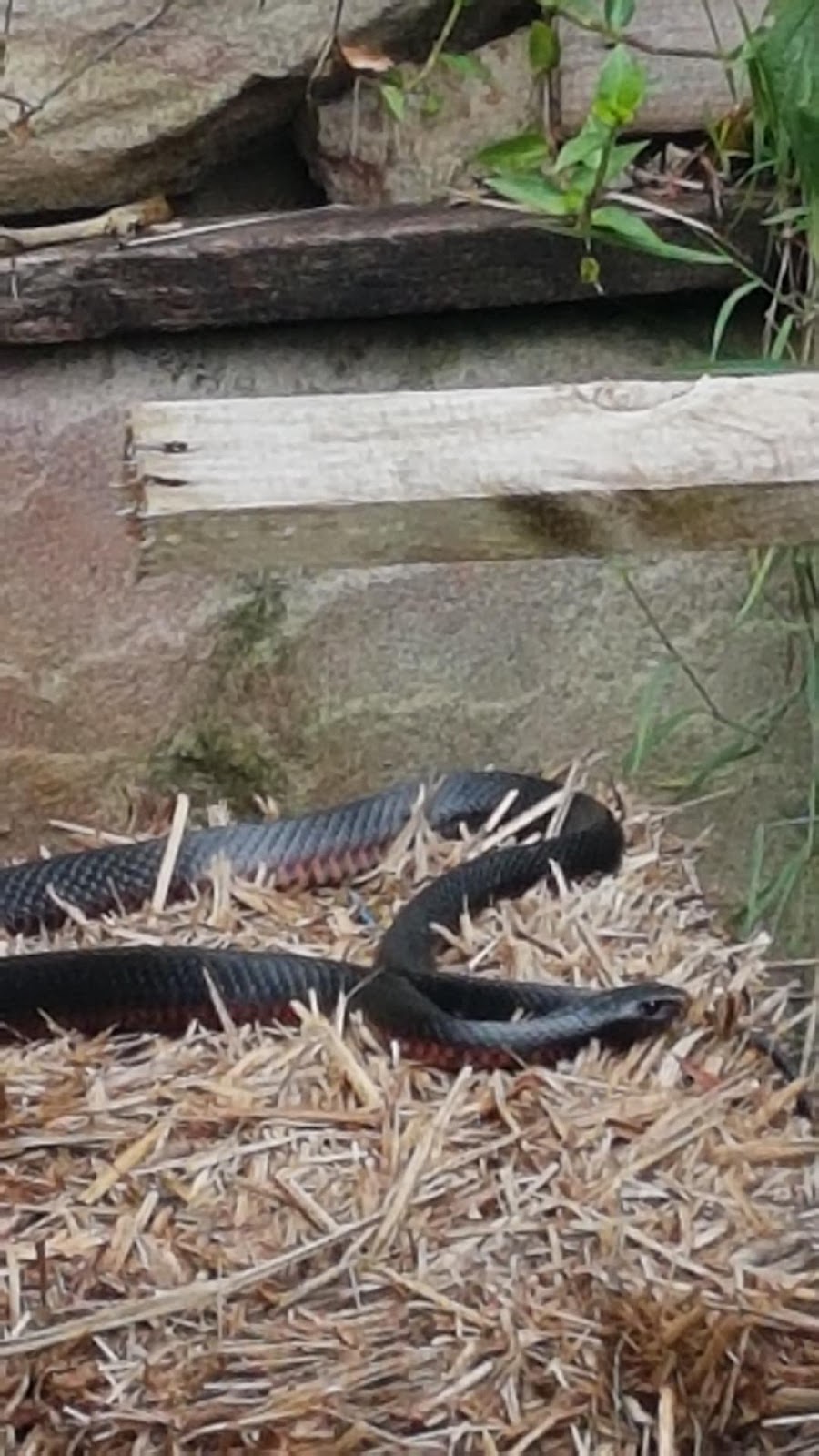 All Snake and Critter Catcher | 205 McGinn Rd, Ferny Grove QLD 4055, Australia | Phone: 0491 747 871