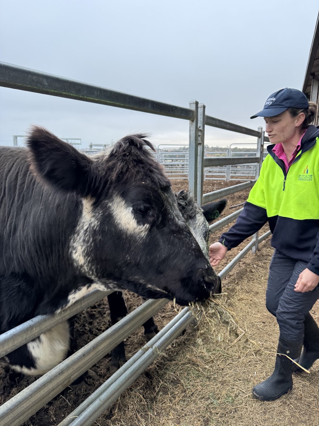 Dairy Adventures | 395 Belvedere Rd, Mannum SA 5238, Australia | Phone: 0499 007 672