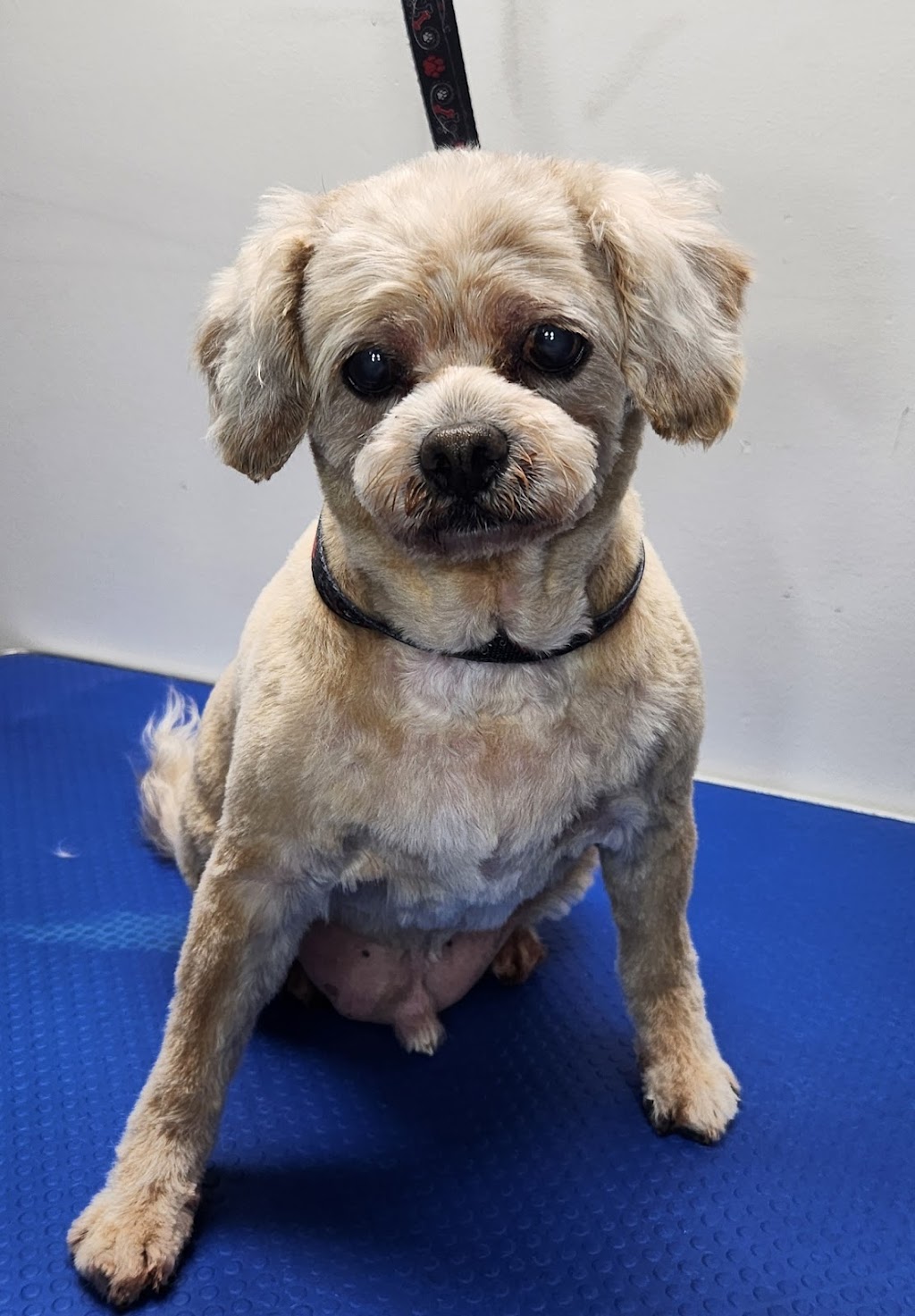 Gippy Dog Grooming | Brittlewood Ln, Longwarry VIC 3816, Australia | Phone: 0461 453 341