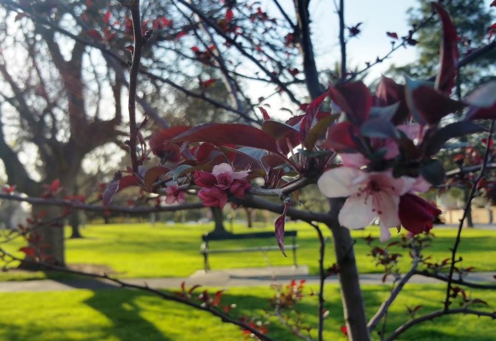 Brougham Gardens (Park 29) | North Adelaide SA 5006, Australia