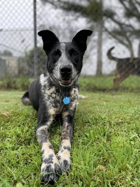 BoneGiorno | Canine Enrichment | 487 The Boulevarde, Kirrawee NSW 2232, Australia | Phone: 0405 963 043