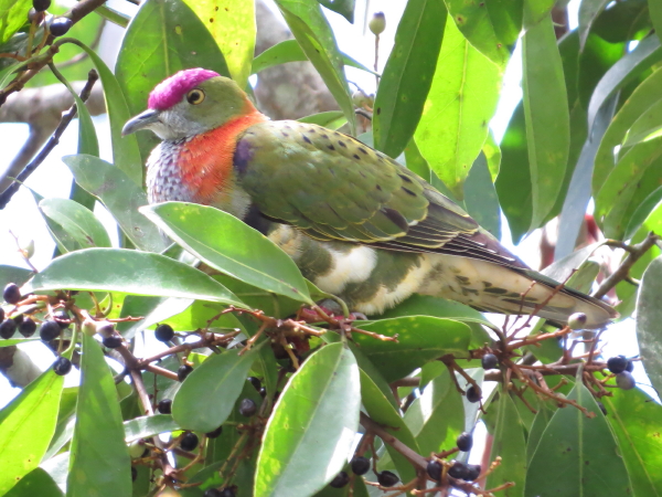Atherton Tablelands Birdwatchers Cabin | park | 114 Webster Rd, Wondecla QLD 4887, Australia | 0742010993 OR +61 7 4201 0993