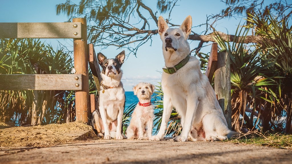 Dog Off-Leash Area 210-217 | 66/67 Pacific Blvd, Buddina QLD 4575, Australia