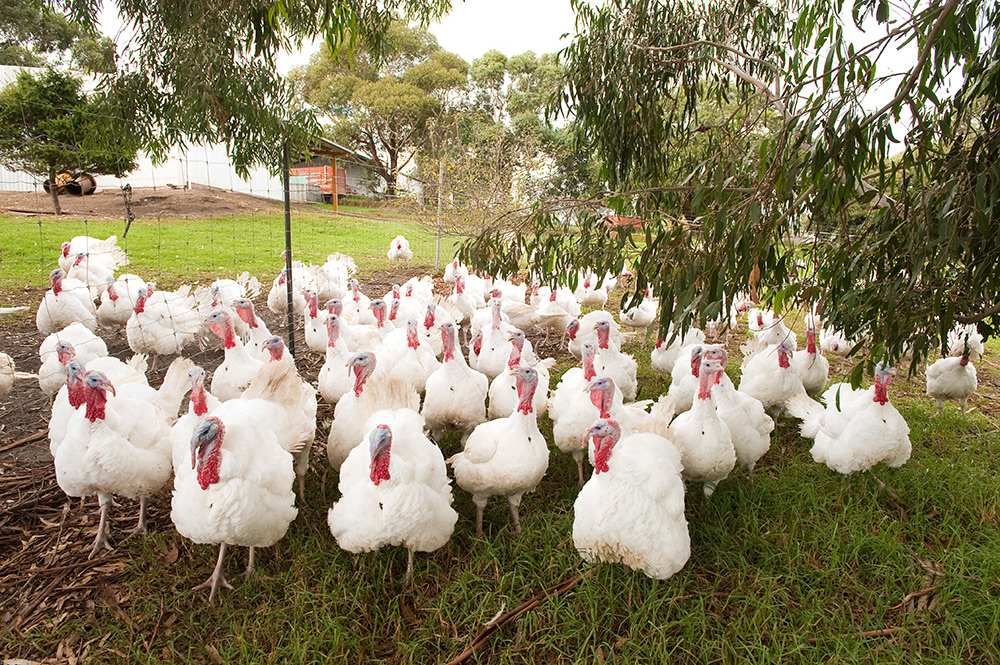 Leadoux Turkeys | food | 5 Mount Lookout Rd, Bairnsdale VIC 3875, Australia | 0351569224 OR +61 3 5156 9224