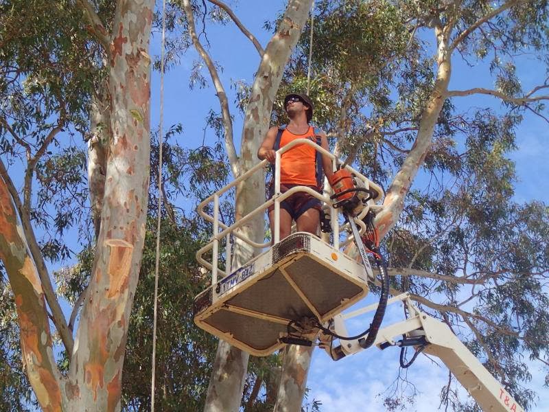 T & A Tree Services - Tree Lopping, Stump Grinding |  | 74 Brookton Hwy, Kelmscott WA 6111, Australia | 0419495231 OR +61 419 495 231