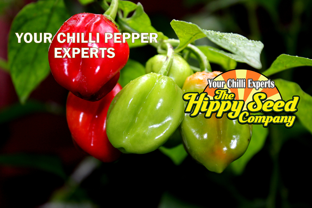 The Hippy Seed Company | 255 Main Rd, Fennell Bay NSW 2283, Australia | Phone: 0408 305 946