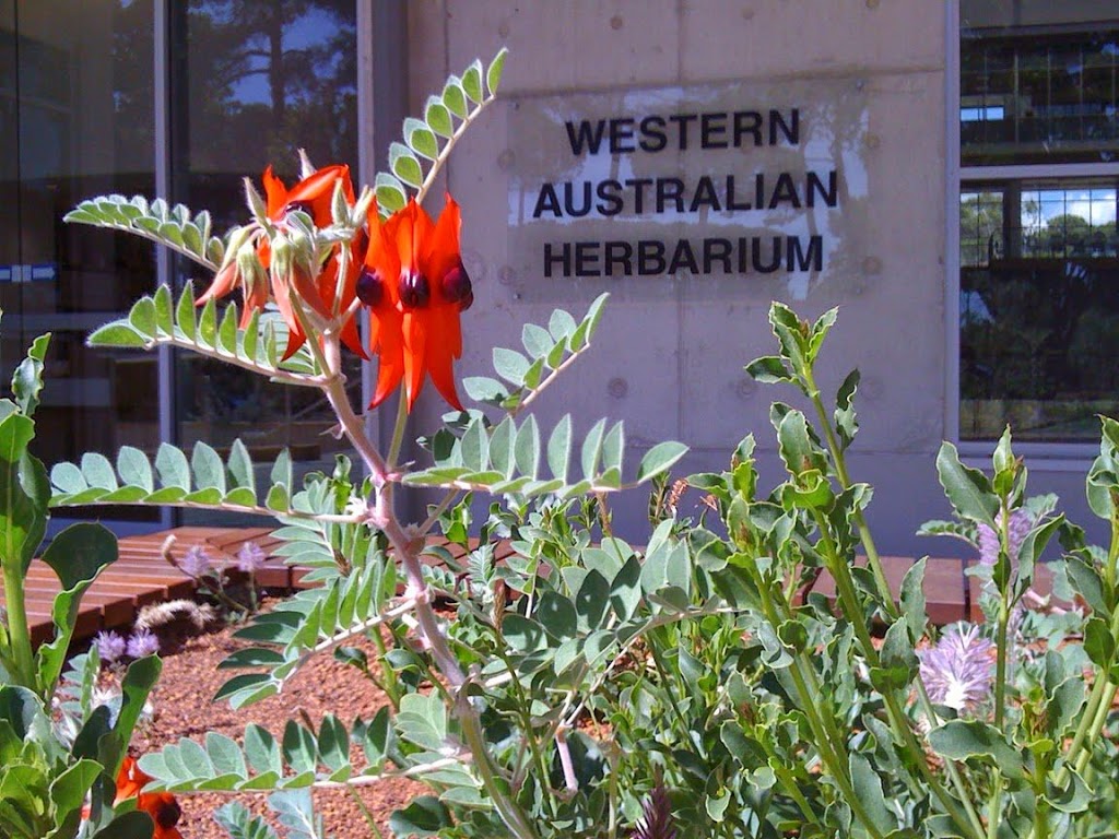 Western Australian Herbarium | museum | 17 Dick Perry Ave, Kensington WA 6152, Australia | 0892198000 OR +61 8 9219 8000