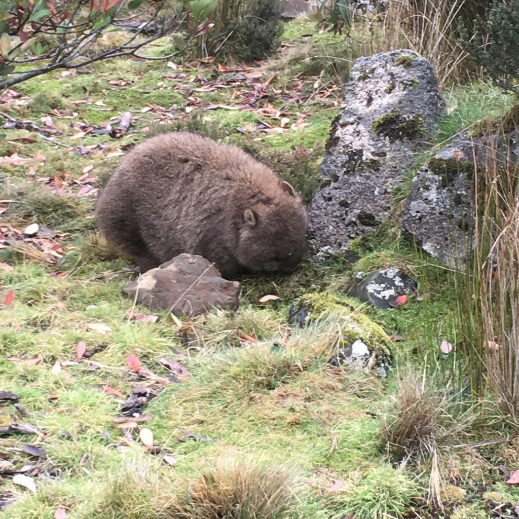 Discover Tasmania Tours | 13 William St, Westbury TAS 7303, Australia | Phone: 0447 673 459