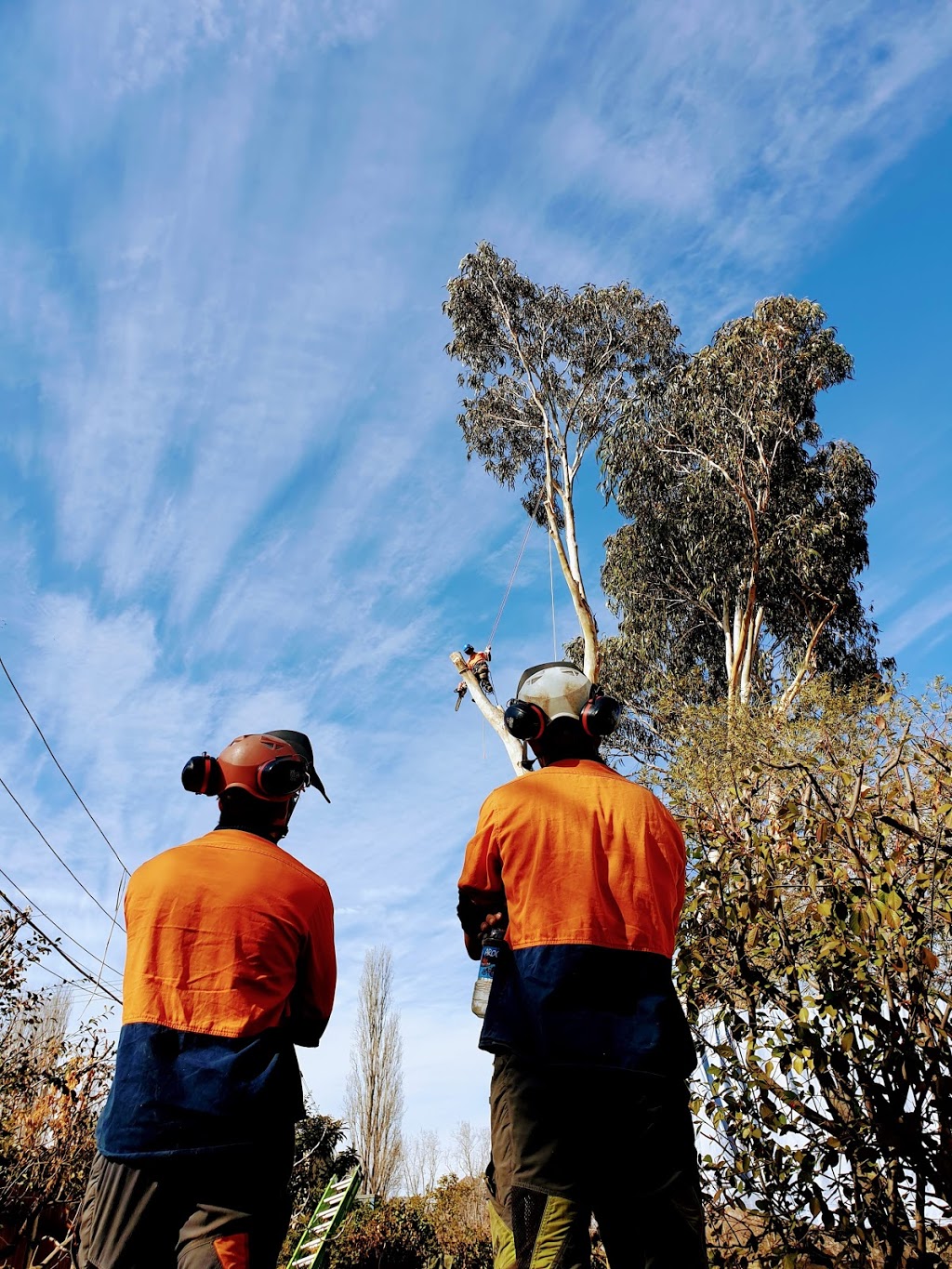 Treetops Tree Services | 3 Bussell Cres, Cook ACT 2614, Australia | Phone: 0407 573 008