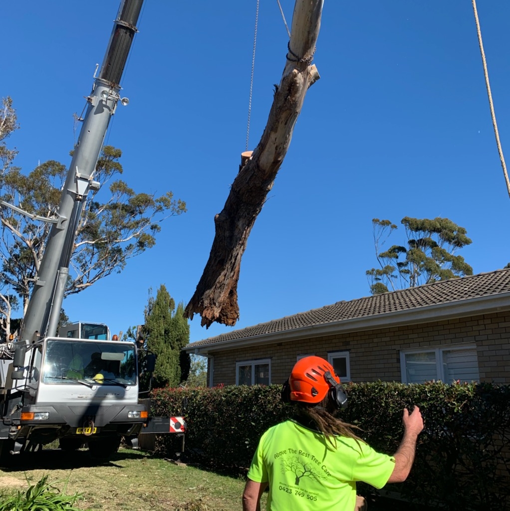 Above The Rest Tree Care | 12 Martins Ridge Rd, Conjola NSW 2539, Australia | Phone: 0423 749 505