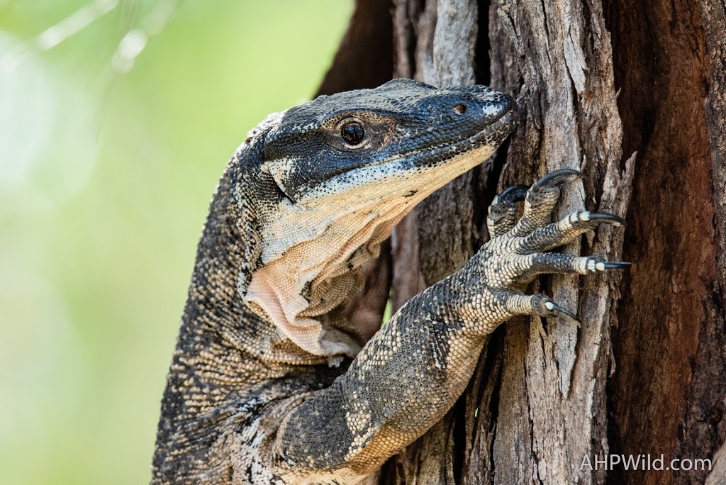 Lake Murphy Conservation Park | Broadmere QLD 4420, Australia