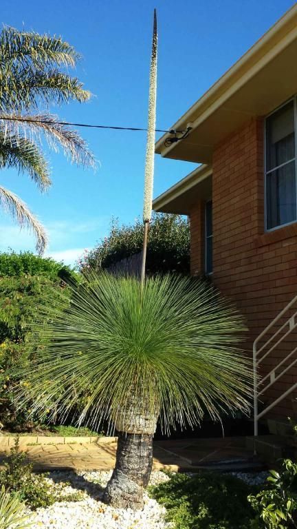 Alexs Vegetation | general contractor | 1 Lindfield Park Rd, Port Macquarie NSW 2444, Australia | 0401316751 OR +61 401 316 751