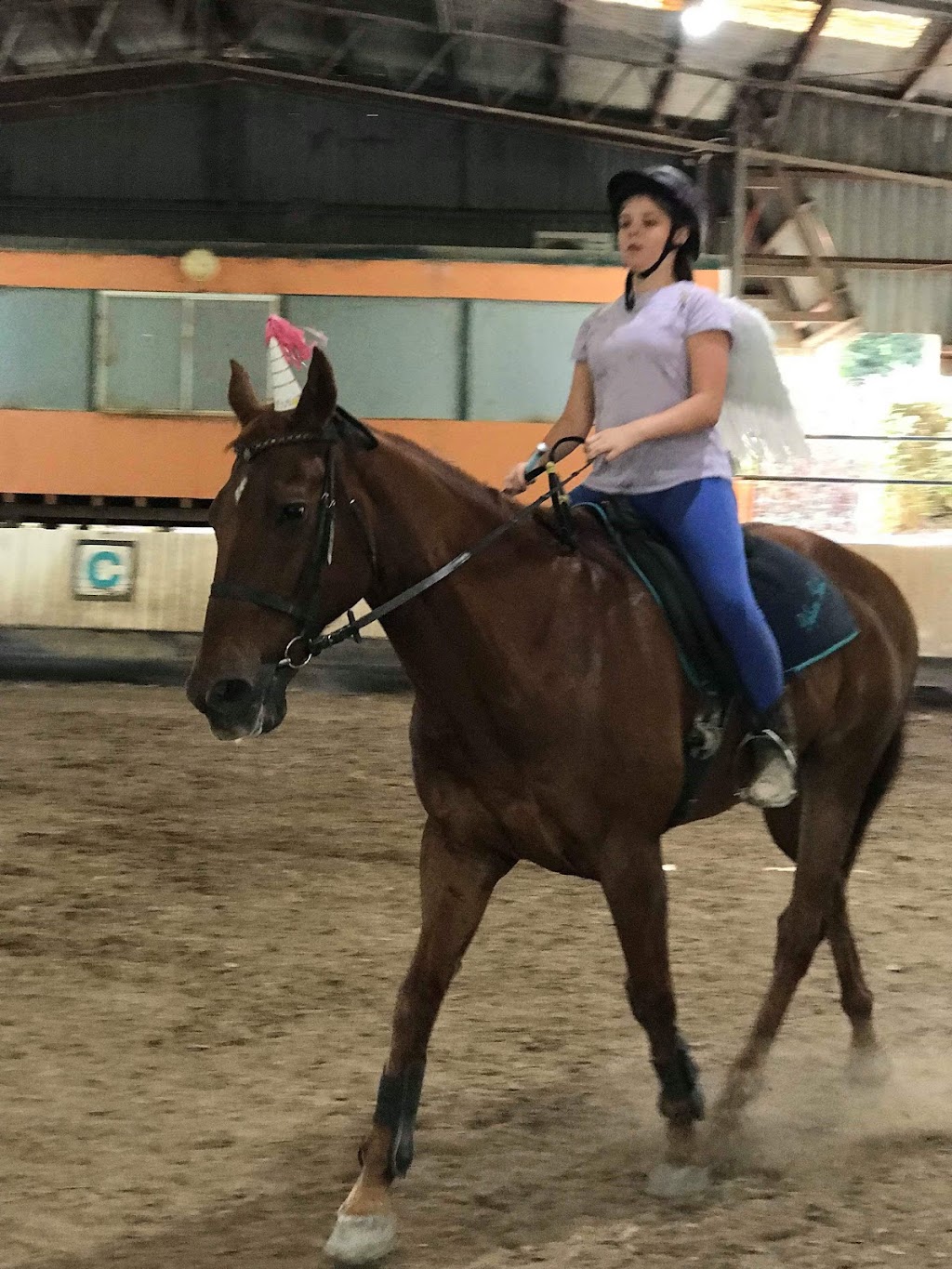 Dalson Park Indoor Equestrian Centre | 63 Nujooloo Rd, Slacks Creek QLD 4127, Australia | Phone: 0448 034 514