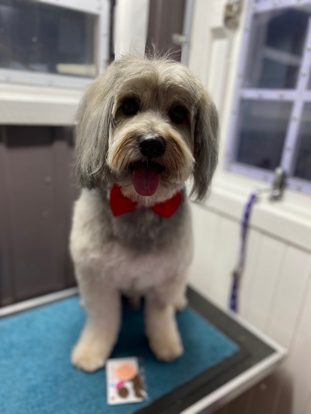 Bubbles n Bows dog wash and grooming | 161 Macquarie Ave, Cessnock NSW 2325, Australia | Phone: 0404 493 466