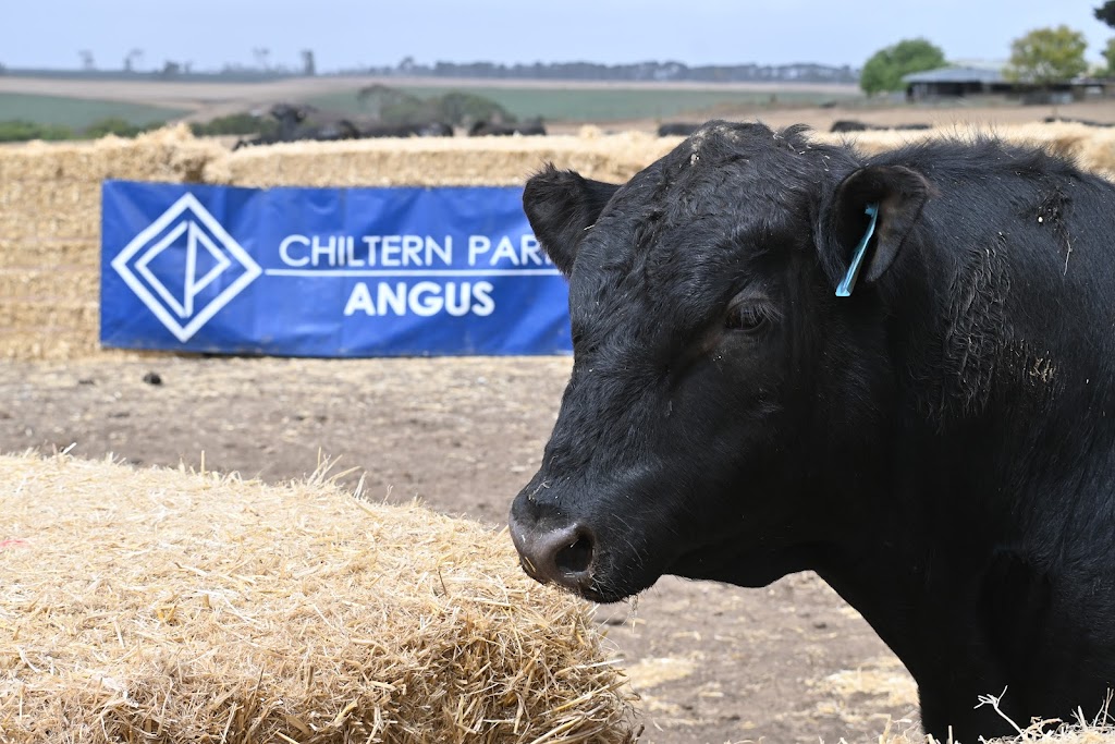 Chiltern Park Angus | 565 MacArthur-Penshurst Rd, Macarthur VIC 3286, Australia | Phone: 0459 149 280