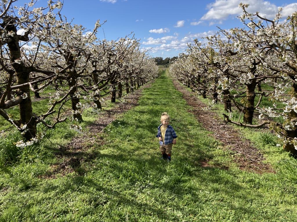 Mount Pleasant Cherries | 98 Mount Pleasant Ln, Canobolas NSW 2800, Australia | Phone: 0487 212 333