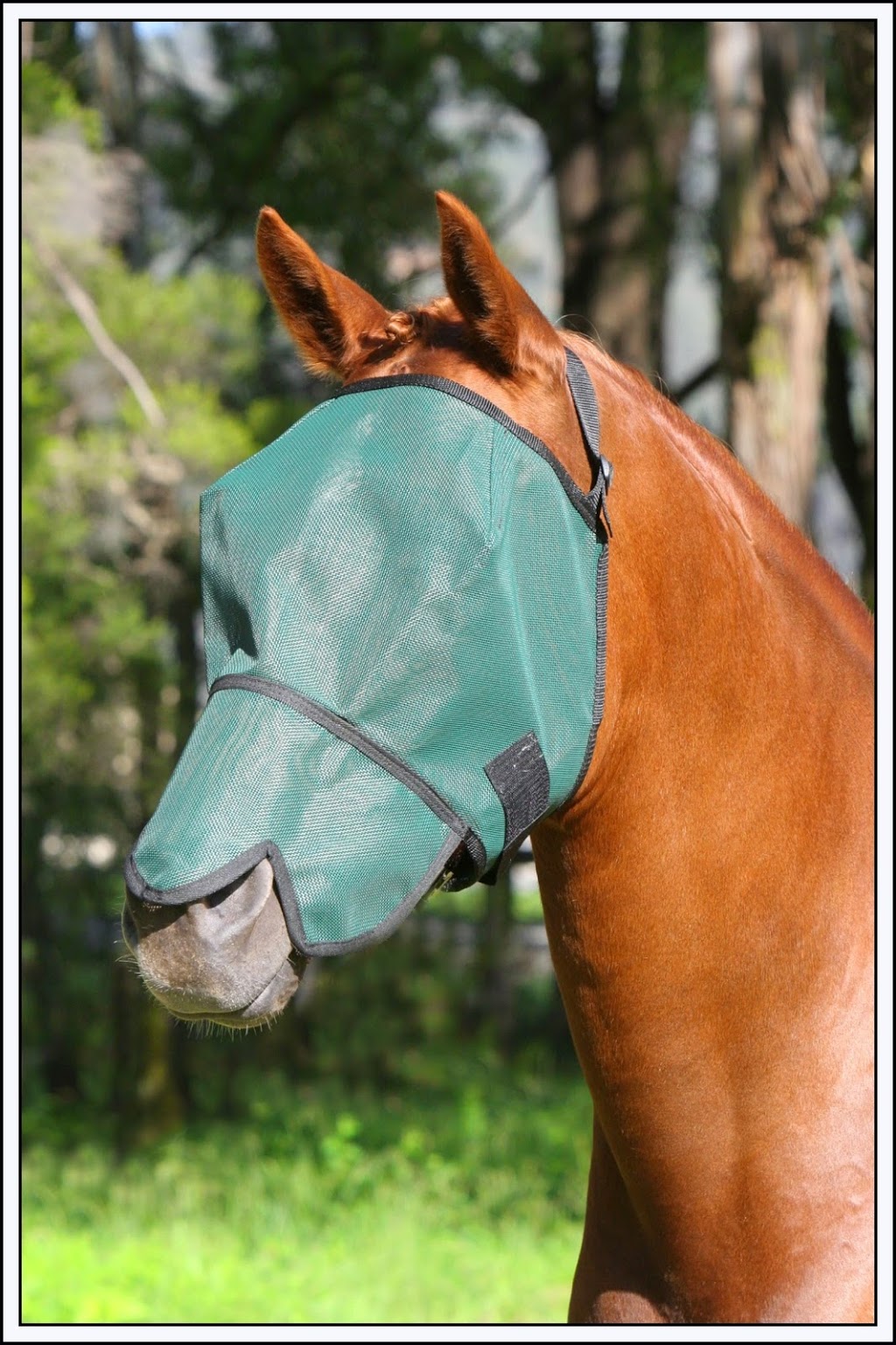 Camelot Horse Rugs | 1063 Castlereagh Rd, Castlereagh NSW 2749, Australia | Phone: (02) 4776 1300