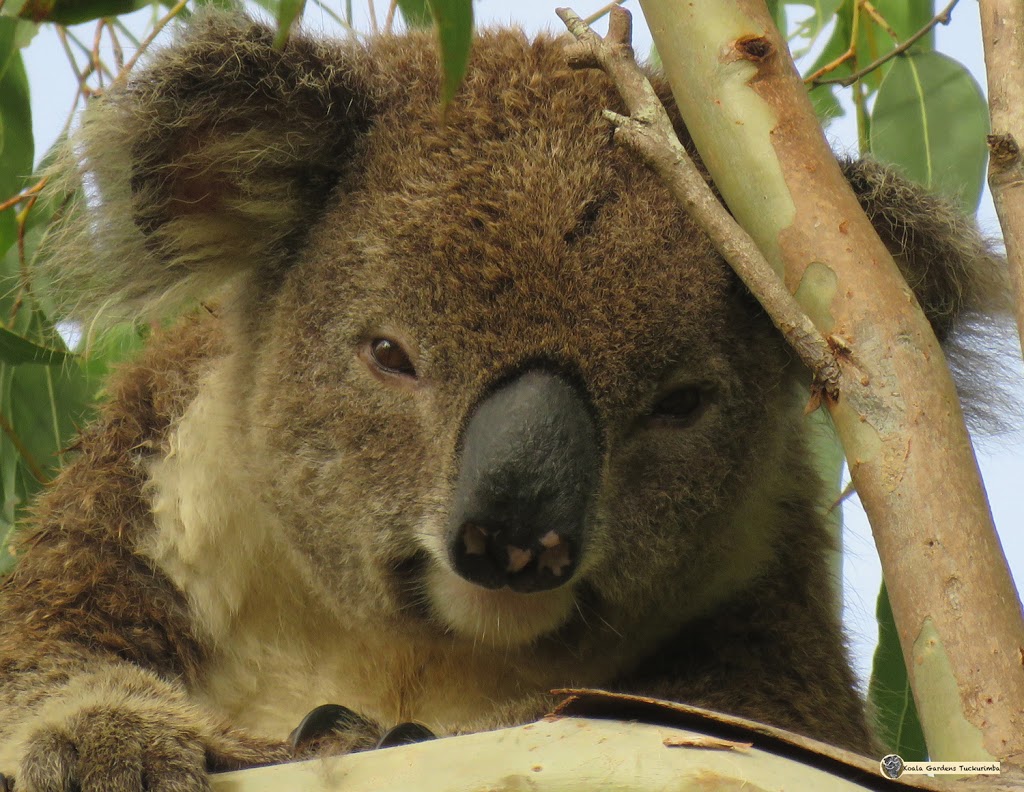 Koala Gardens | 1709 Wyrallah Rd, Tuckurimba NSW 2480, Australia | Phone: 0402 009 884