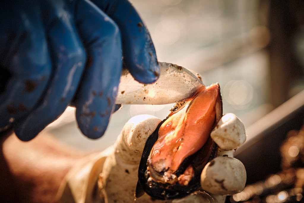 Flinders Mussels | The Esplanade, Flinders VIC 3929, Australia | Phone: 0412 220 031