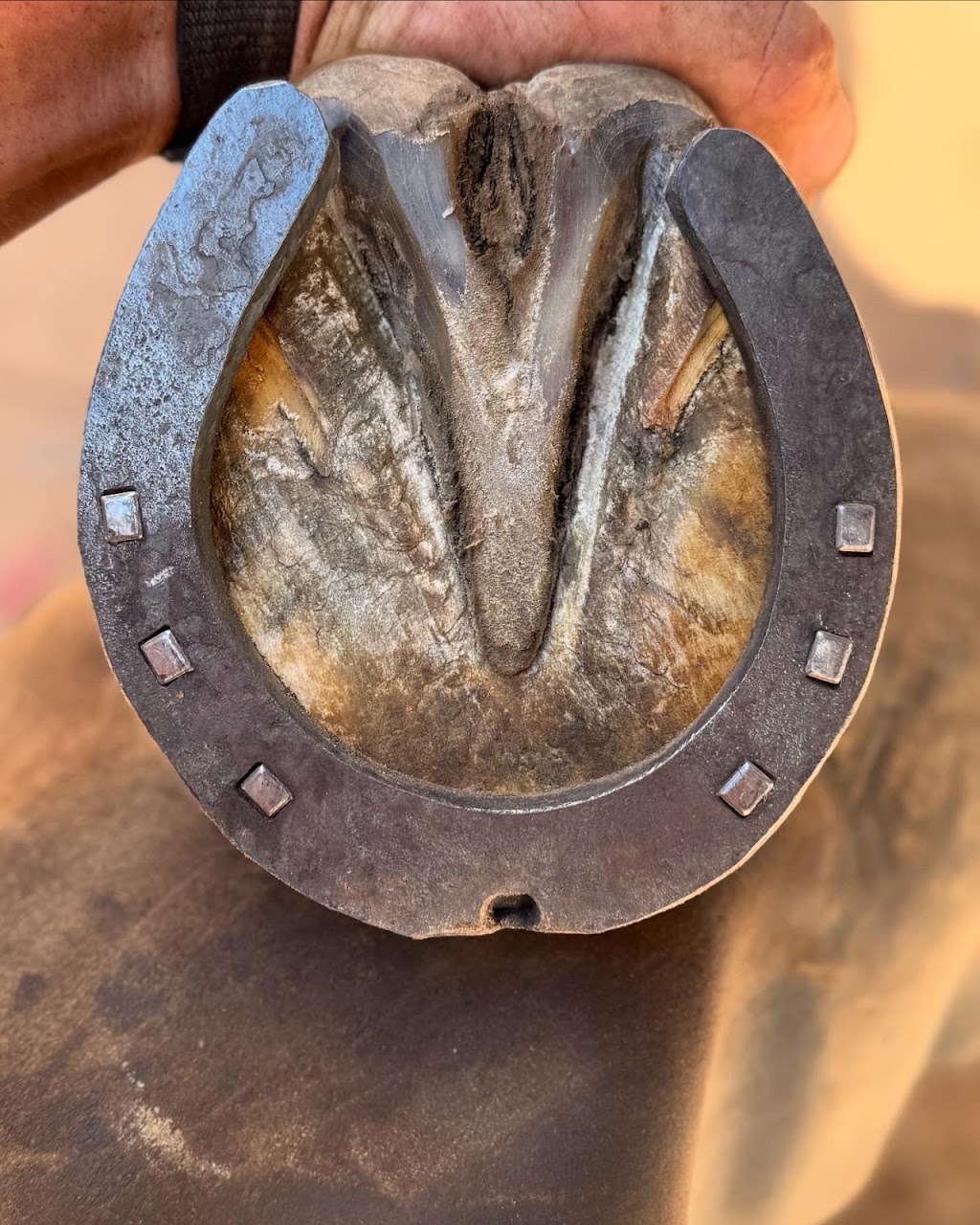 Greenfield forge farrier services | Nandoura St, Gulgong NSW 2852, Australia | Phone: 0405 117 901
