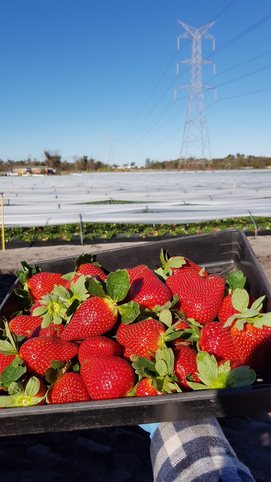 Russell Farm Strawberry |  | 467 Russell Rd, Munster WA 6166, Australia | 0430439670 OR +61 430 439 670