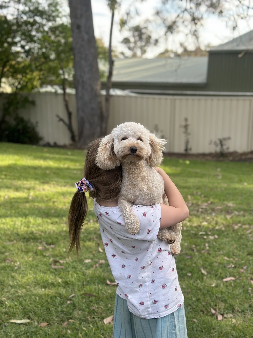 The Pet Emporium Doggy Lodge | 5 Summers Cl, Medowie NSW 2318, Australia | Phone: 0422 424 928