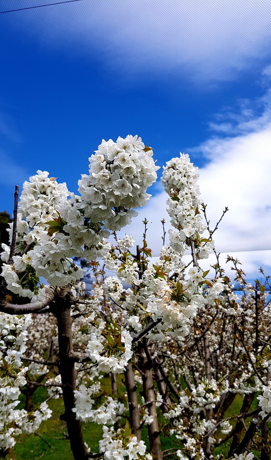 Rose Cottage Cherry | 210 Braeside Rd, Franklin TAS 7113, Australia | Phone: 0433 433 043