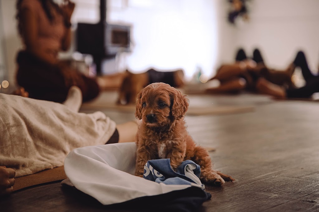 Puppy Yoga Melbourne | 54 Greens Rd, Strathtulloh VIC 3338, Australia | Phone: (03) 9531 4000