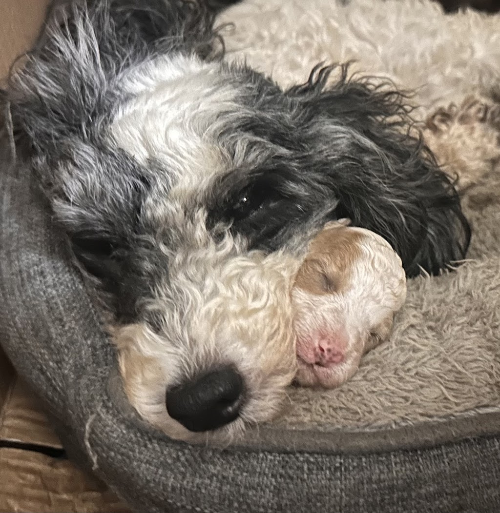 Sirrandi poodles and oodles | Mount Tarampa Rd, Mount Tarampa QLD 4311, Australia | Phone: 0489 020 024