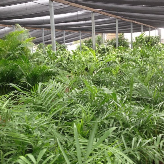 Red Cedars Indoor Plant Hire | 10 Dawson St, Stuart QLD 4811, Australia | Phone: 0419 644 494