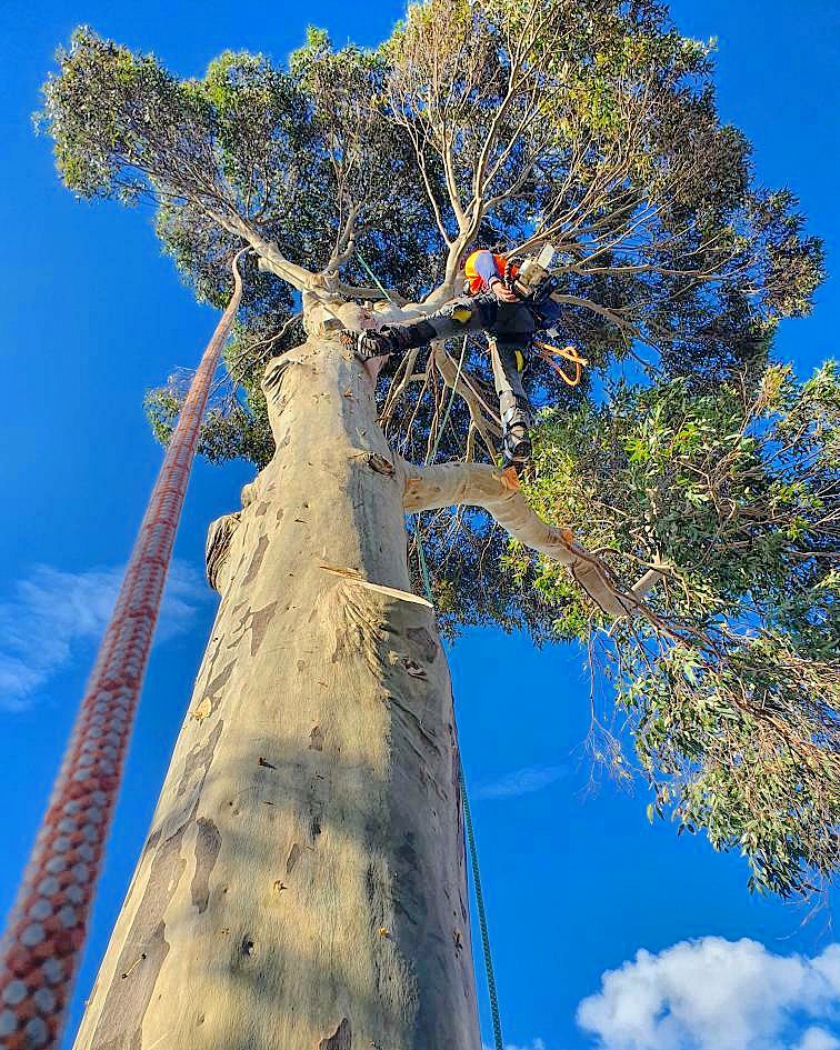 Precise Tree Services pty Ltd. | Kew, Kew East VIC 3102, Australia | Phone: 0499 440 084