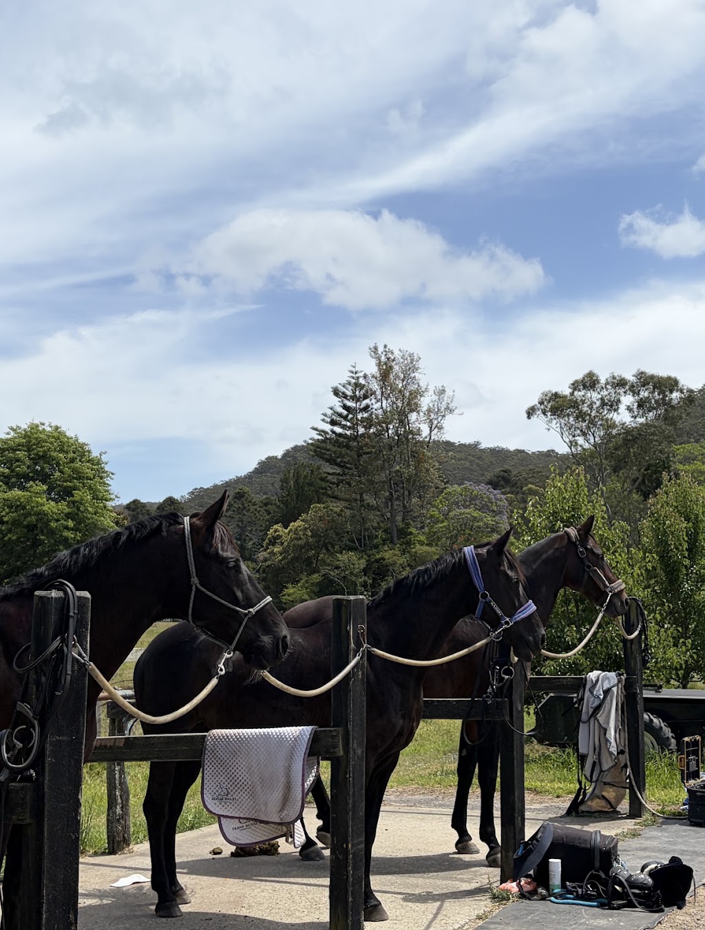 Kumandra Equine Therapies | 70 Palmdale Rd, Palmdale NSW 2258, Australia | Phone: 0434 305 309